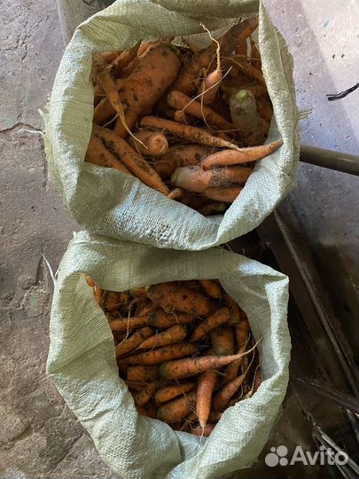 Морковь на корм