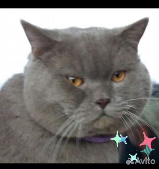 Вязка с лиловым шотландцем