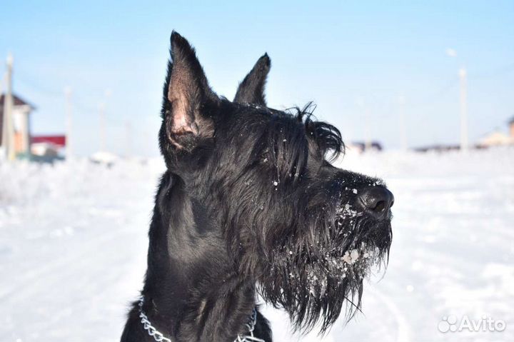 Ризеншнауцер вязка