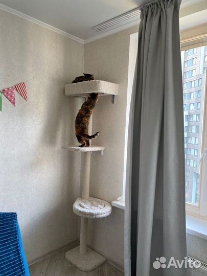 Когтеточка столбик с гамаком 