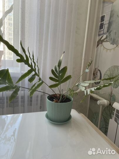 Флебодиум блю стар