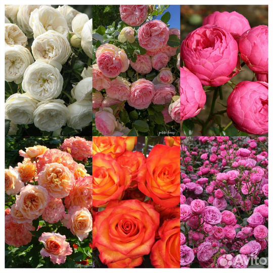 Розы сотовые огромный выбор