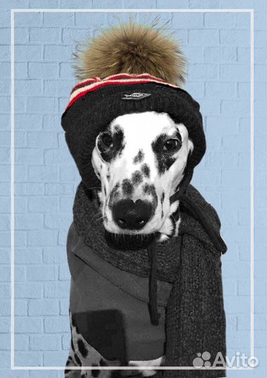 Далматинец вязка