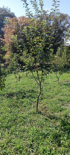 Дом 20 м² на участке 8 сот.