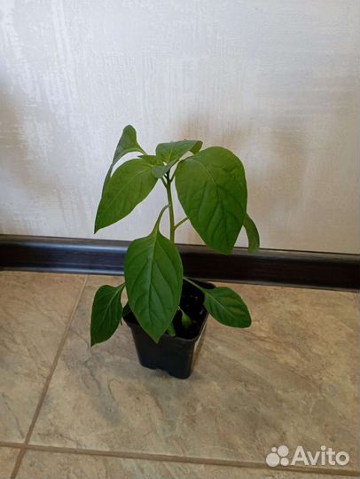 Рассада сладкого перца(Талисман, Касабланка, Нежн