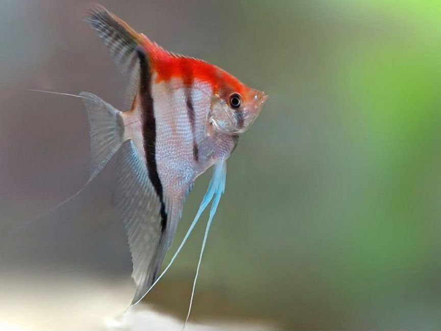 Скалярия Манакапуру (Pterophyllum manakapuru)