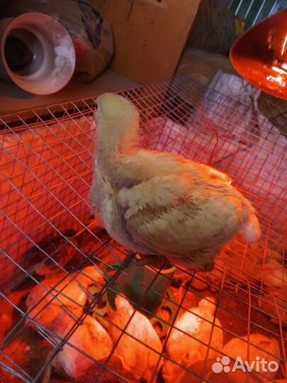 Цыпленок(бройлер)