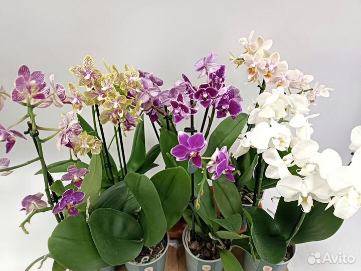 Орхидеи фаленопсис миди