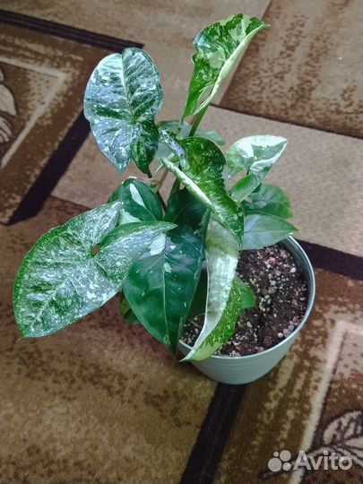 Сингониум panda