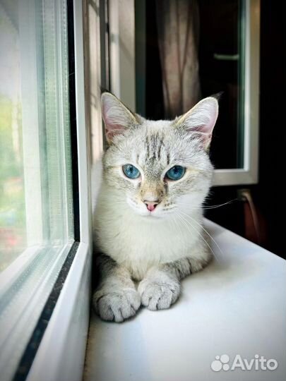 Тайская кошка