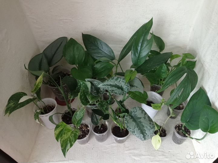 Ароидные (Эпипремнум/Сциндапсус)