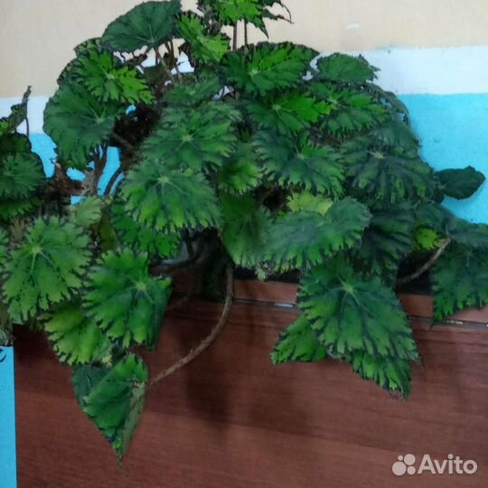 Бегония декоративно лиственная