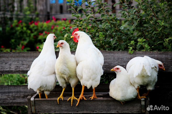 Кура несушка