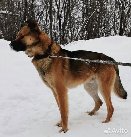 Собака кобель