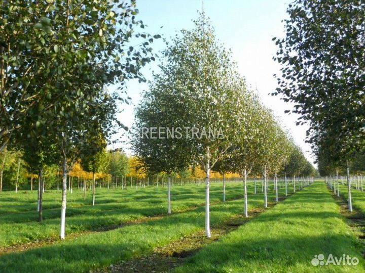 Береза полезная Жакмана/С40 200-250 см