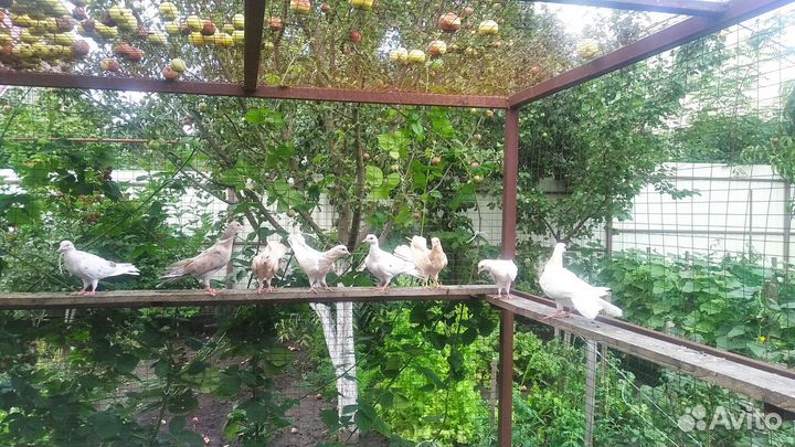 Бакинские бойные голуби