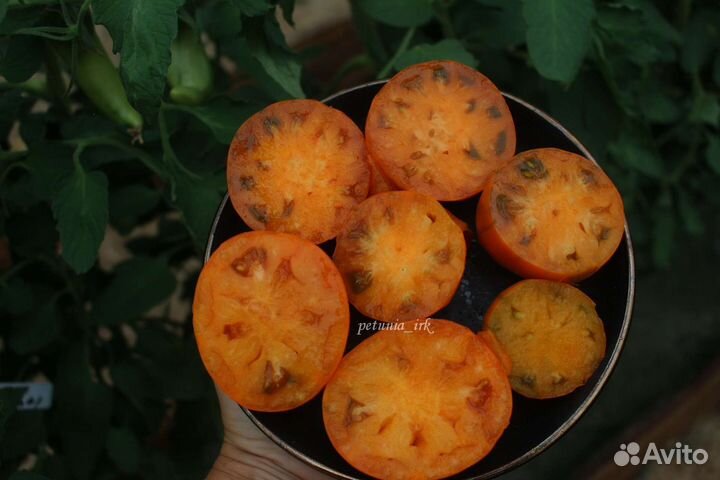 Семена томата JR13 Охровая груша