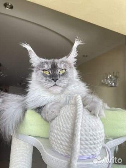 Кошка мейн кун