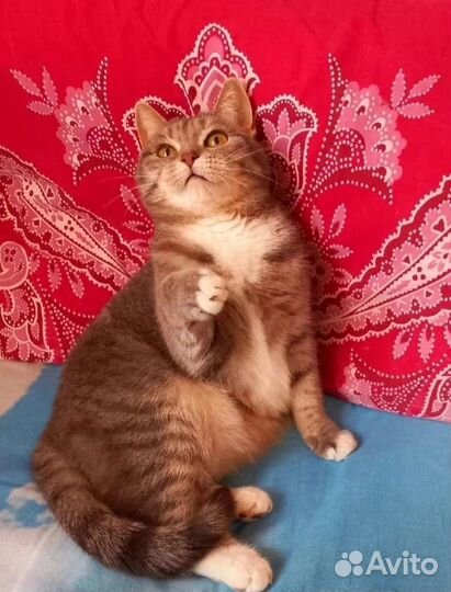 Кошечка Буся, годик, стерилизована