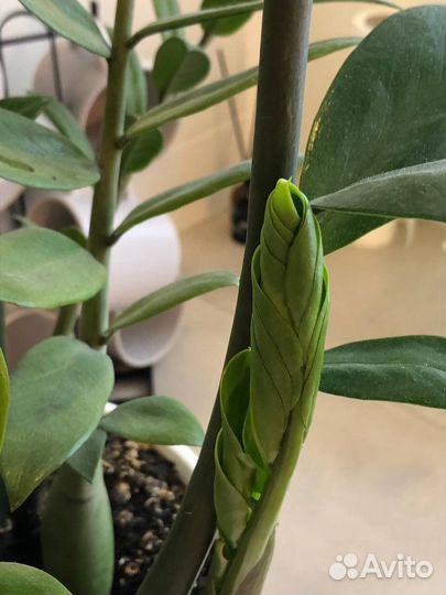 Комнатные цветы