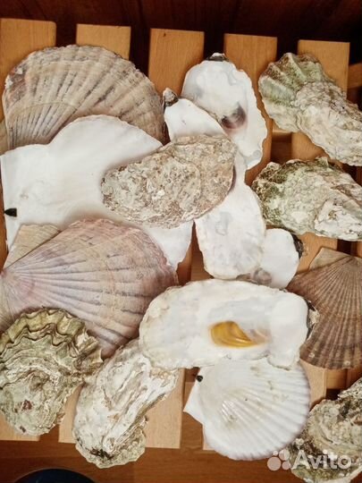 Морские ракушки раковины