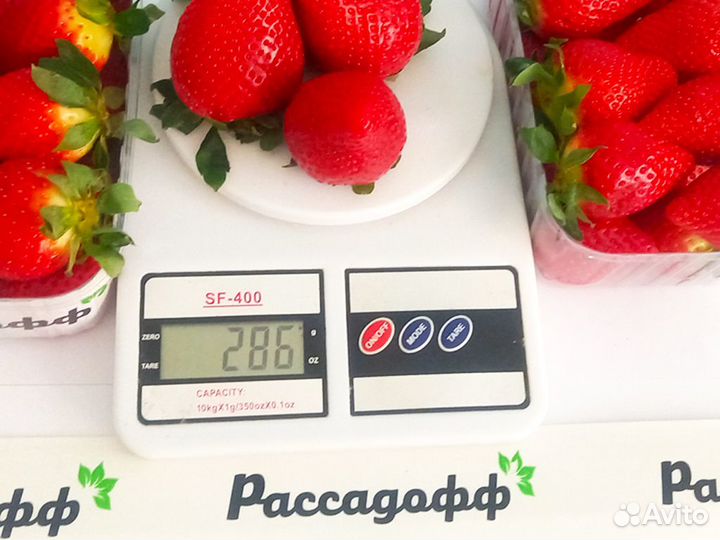 Рассада клубники. Оптом от 128 шт