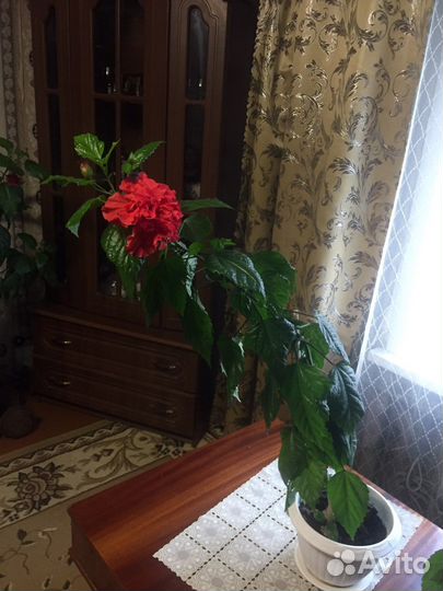 Гибискус китайская роза