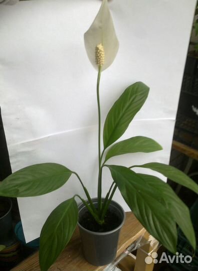 Спатифиллум