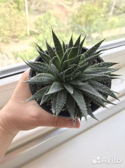 Алоэ остистое — суккулент