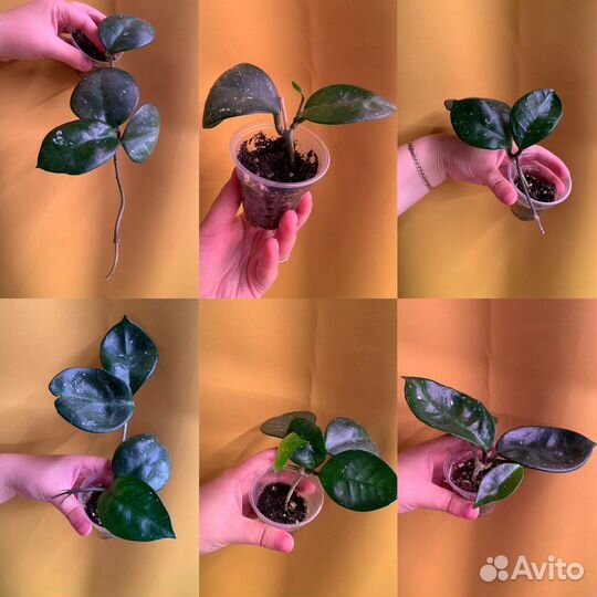 Хойя обновлено 10.07