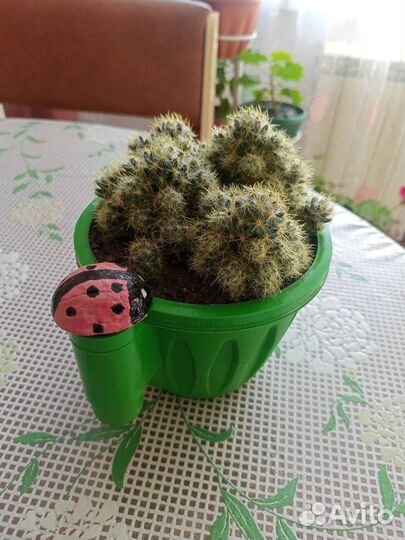 Маммиллярия