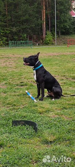 Дрессировка собак кинолог