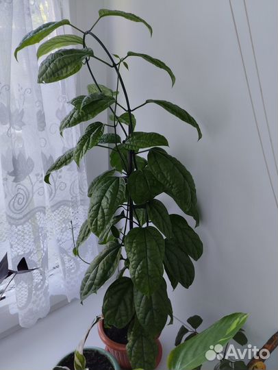 Продам цветы комнатные