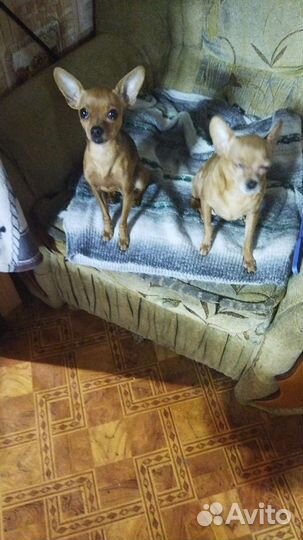 Мини той-терьер щенки