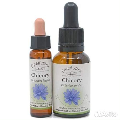 Chicory (Цикорий). Цветы Баха 8