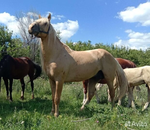 Продам или обменяю жеребца