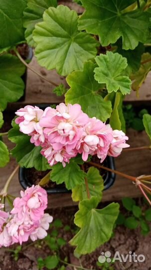 Герань пеларгония