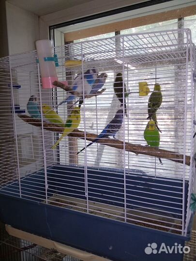 Попугаи волнистые от 1 месяца