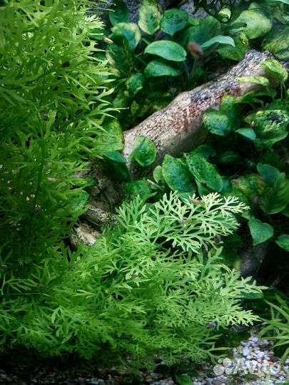 Растения для аквариума