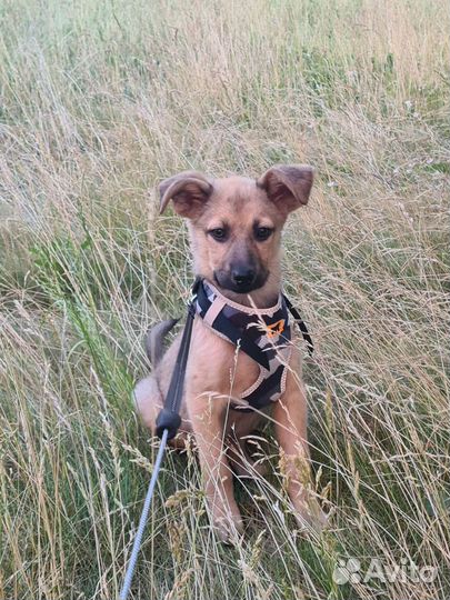 Щенок мини овчарки, в хорошие руки