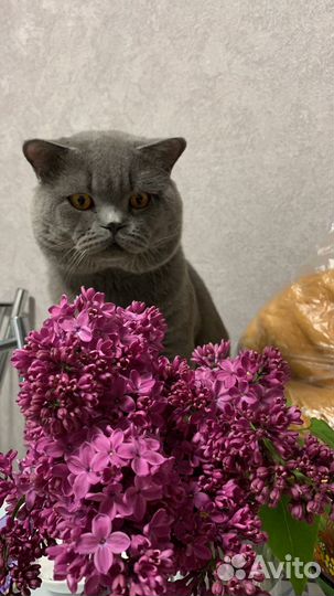 Британский кот для вязки