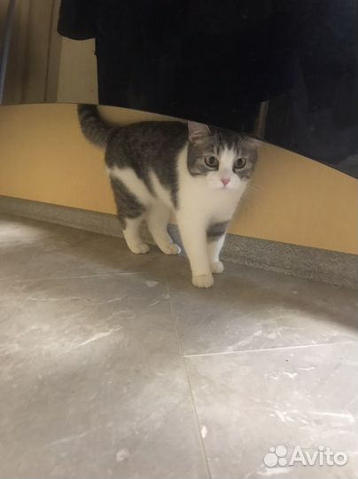 Кошка