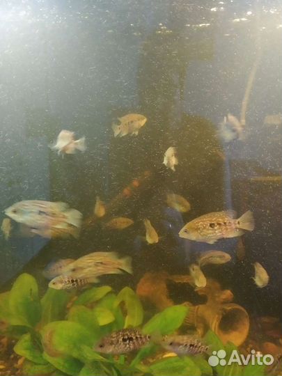 Аквариум.Рыба, цихлозома бриллиантовая, алуокара