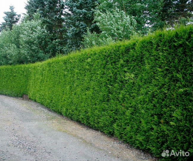 Туя Брабант 1,5 м