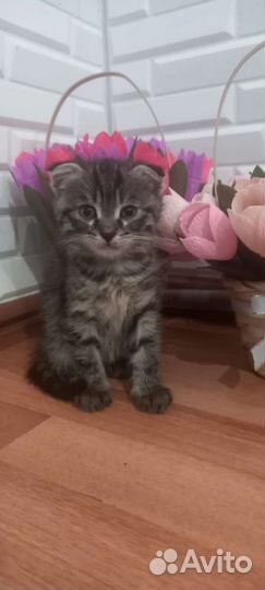 Отдам котят в хорошие руки