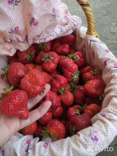 Клубника свежая экологически чистая (пока стоп)