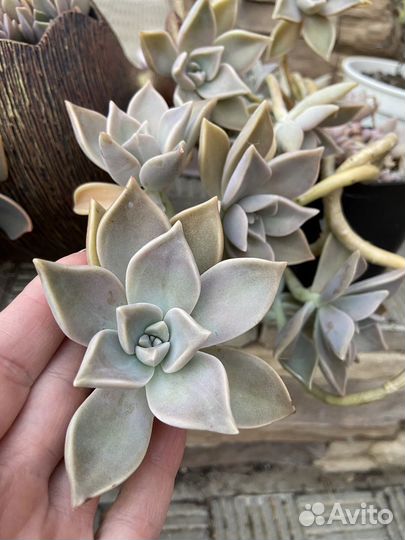 Суккуленты