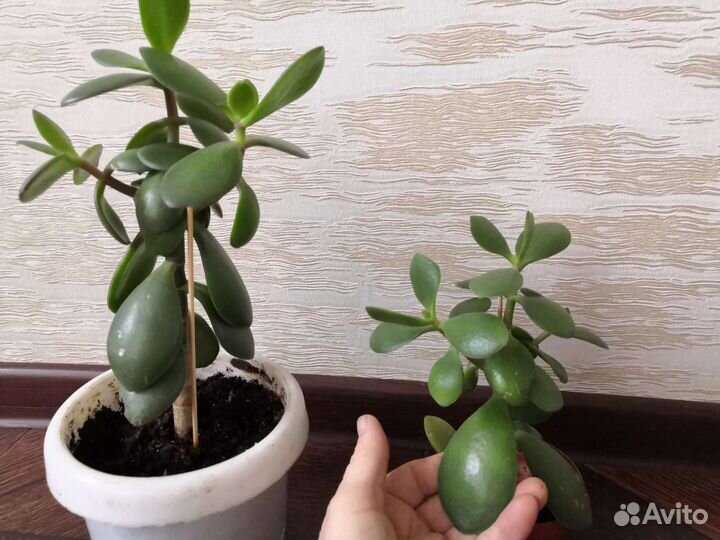 Красула-денежное дерево, драцена