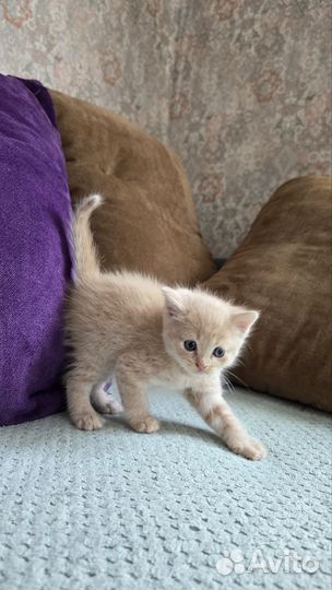 Отдаю котенка бесплатно