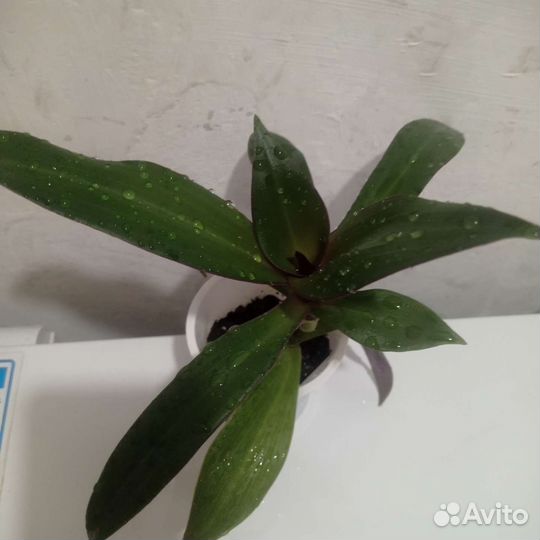 Комнатные растения